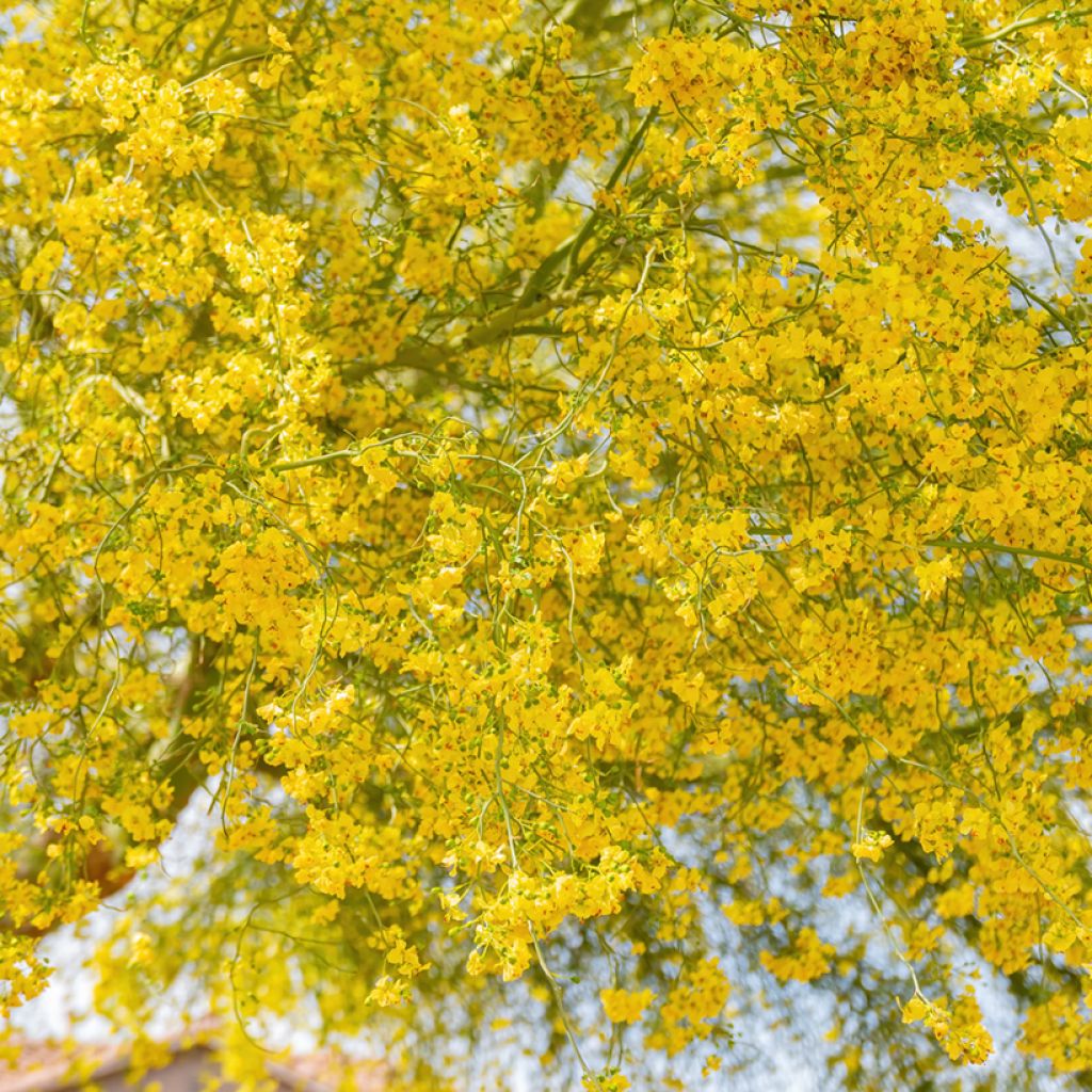 Parkinsonia - Cercidium floridum