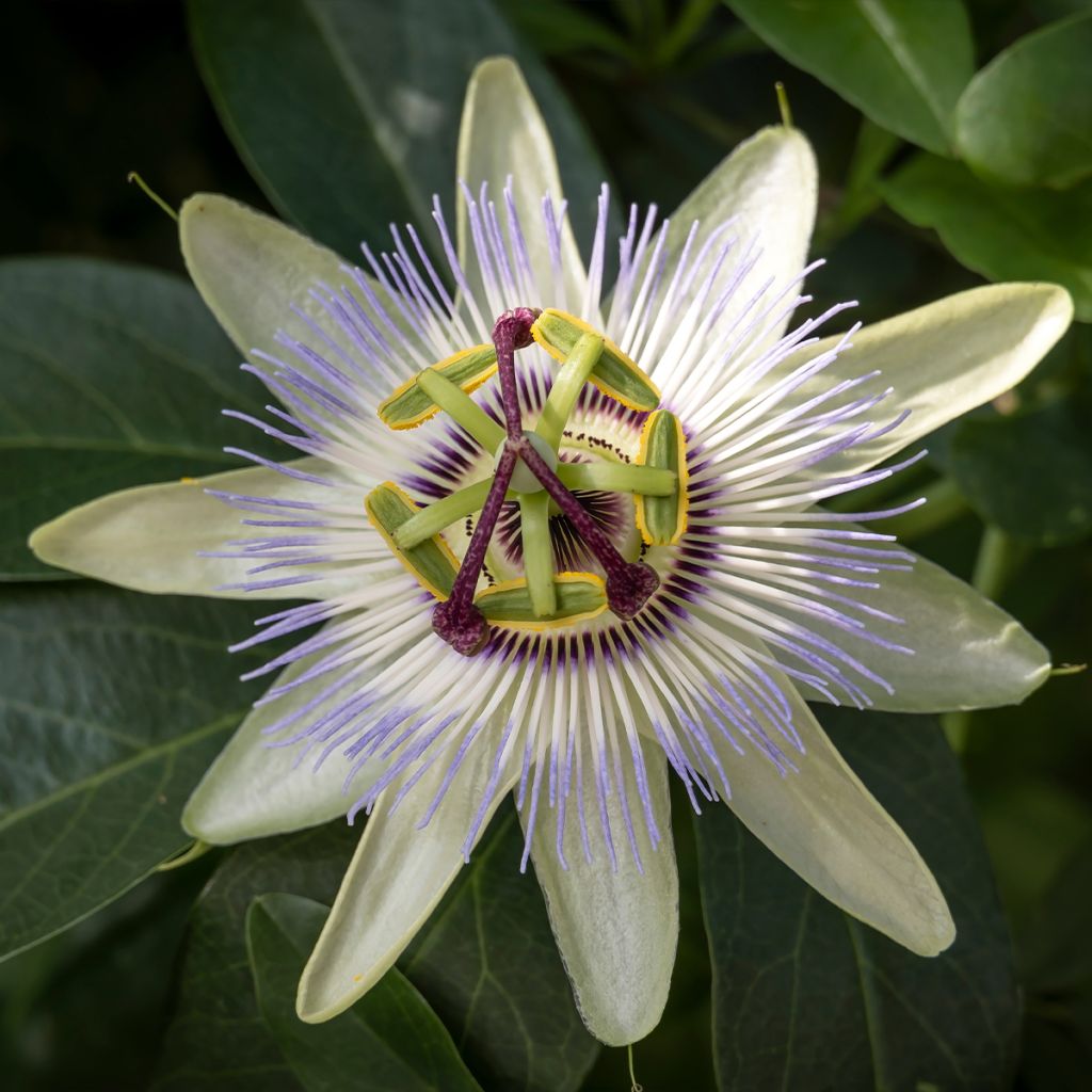 Passiflora caerulea Clear Sky