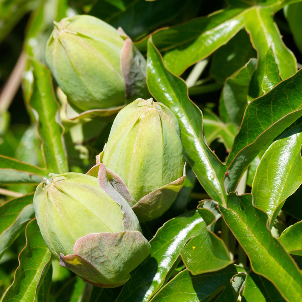 Passiflora caerulea Clear Sky