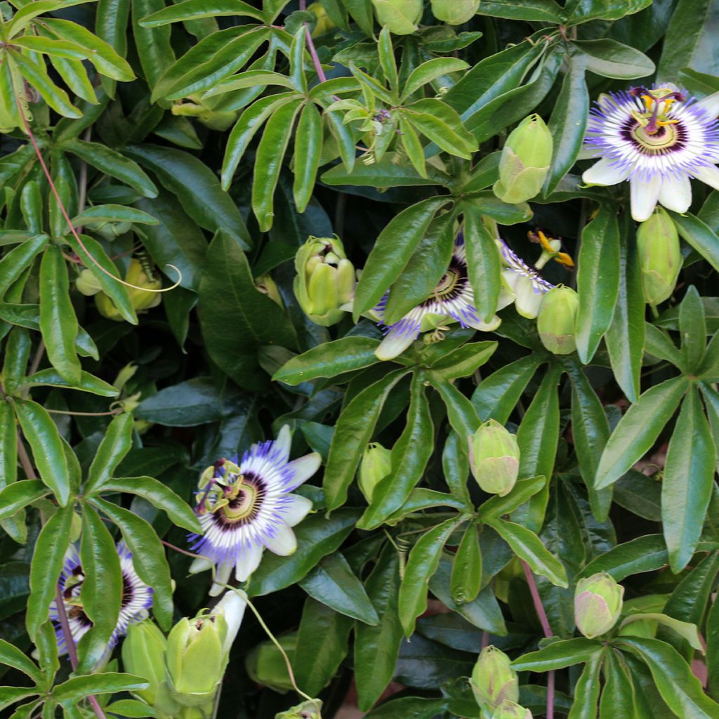 Passiflora caerulea Clear Sky