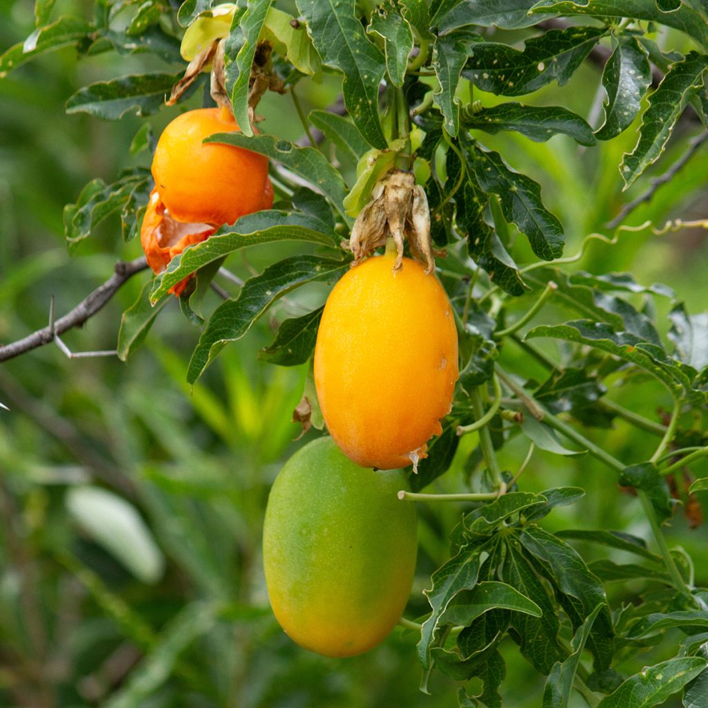 Passiflora caerulea Clear Sky