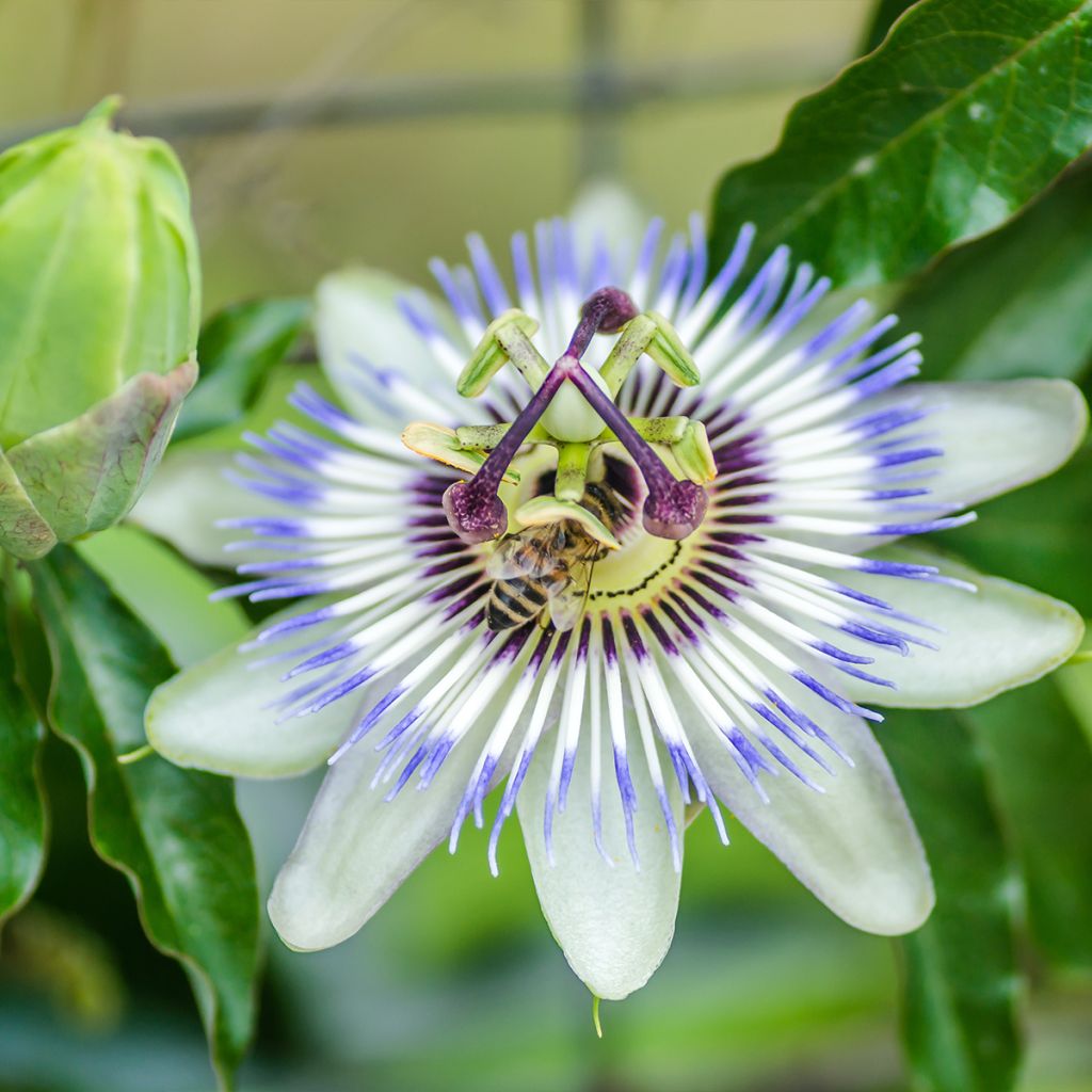 Passiflora caerulea Clear Sky