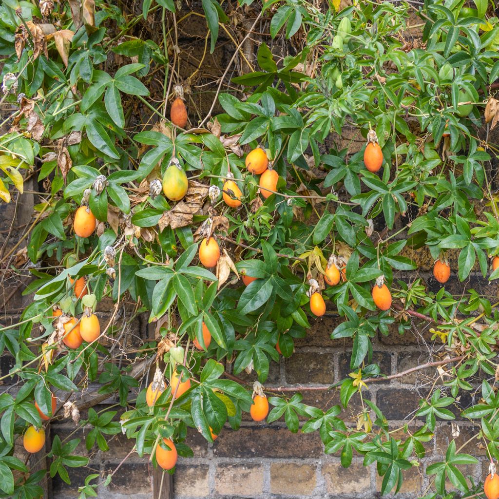 Passiflora caerulea Clear Sky