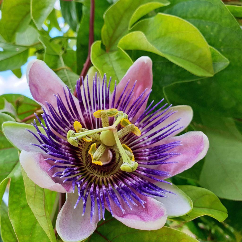Passiflora Imperatrice Eugénie
