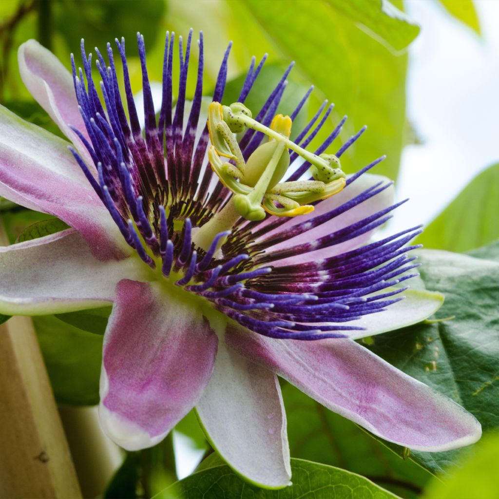 Passiflora Imperatrice Eugénie