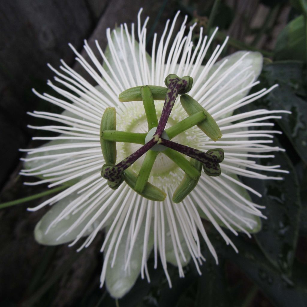 Passiflora Snow Queen