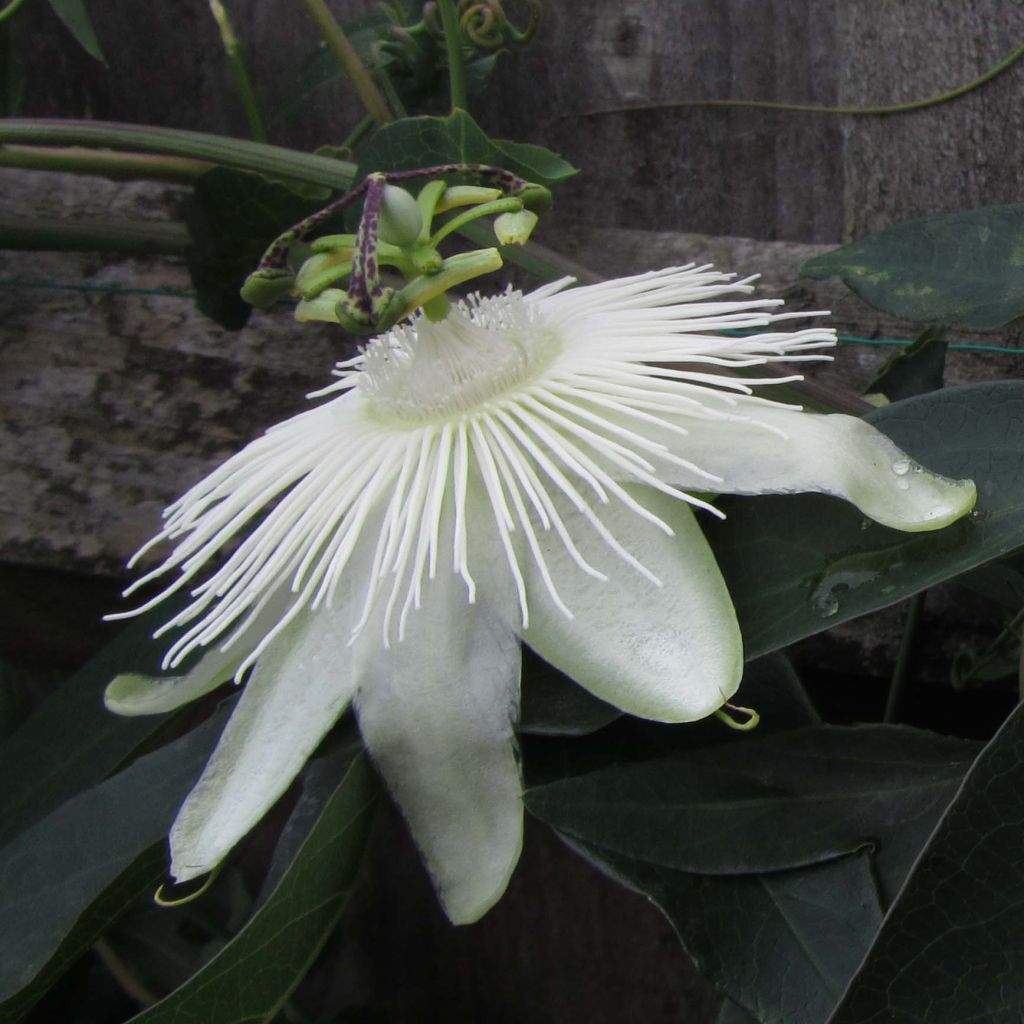 Passiflora Snow Queen