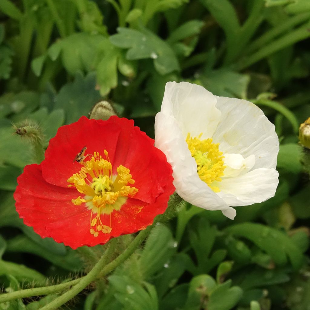 Papaver nudicaule Gartenzwerg
