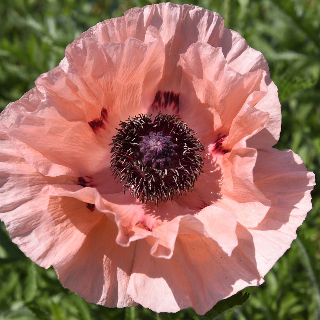 Papaver orientale Little Dancing Girl
