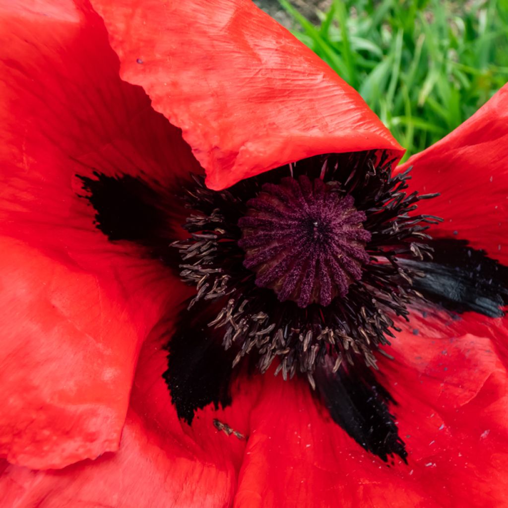 Papaver orientale Beauty of Livermere