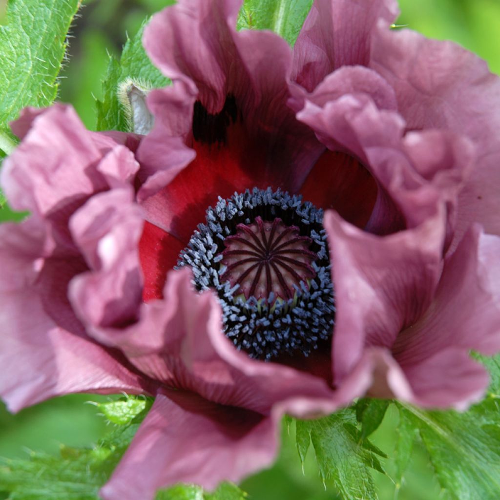 Papaver orientale Patty's Plum