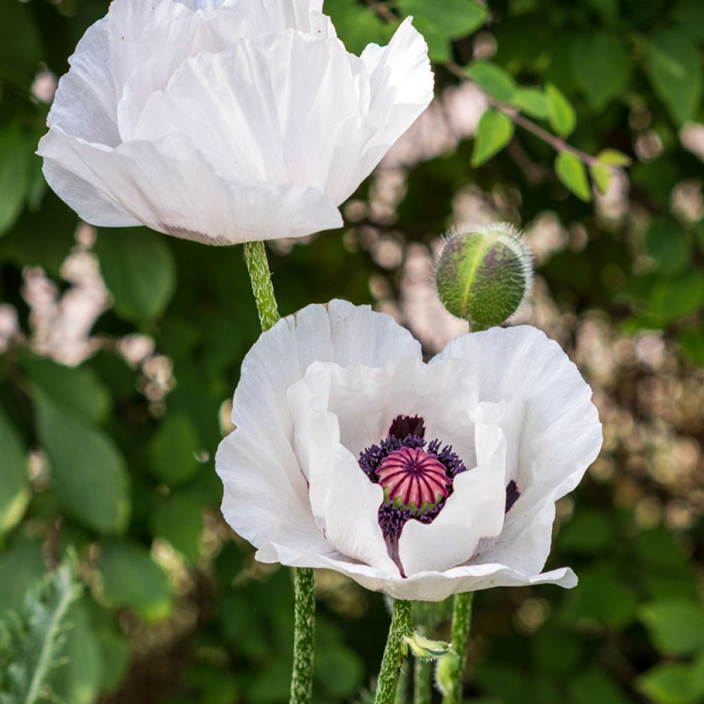 Papaver orientale Perry's White