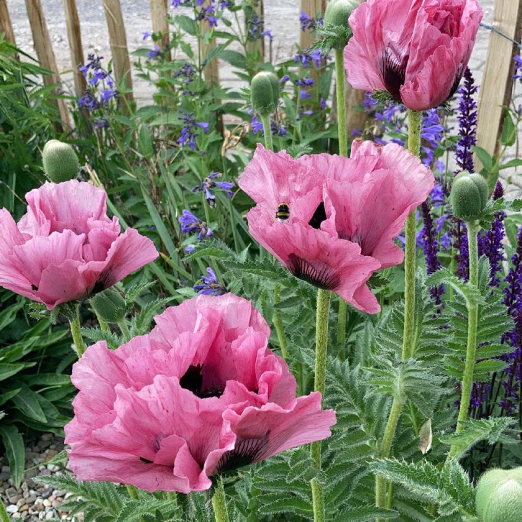 Papaver orientale Pink Perfection