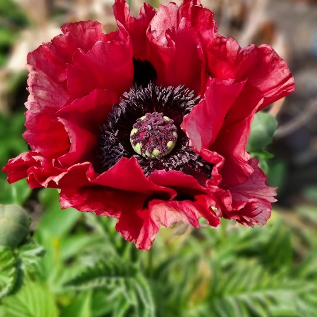 Papaver orientale Red Rumble