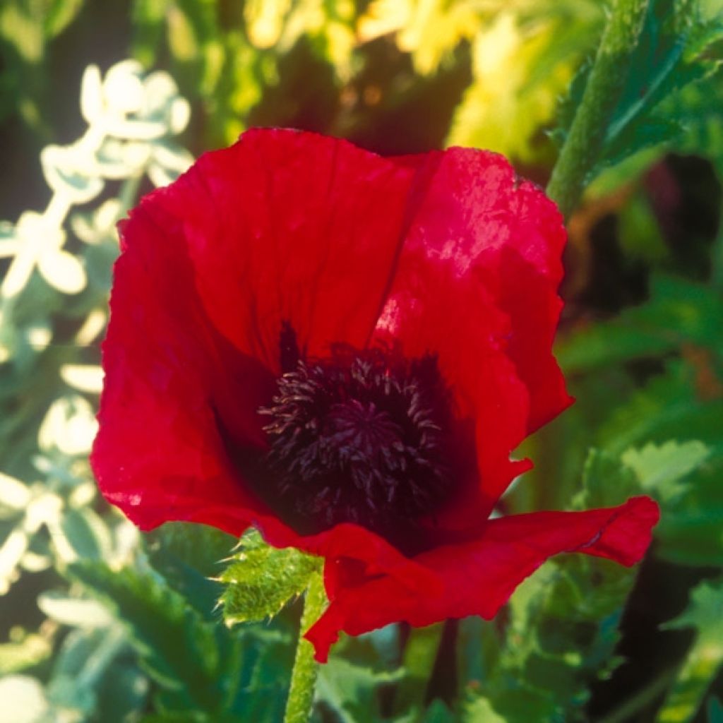 Papaver orientale Beauty of Livermere