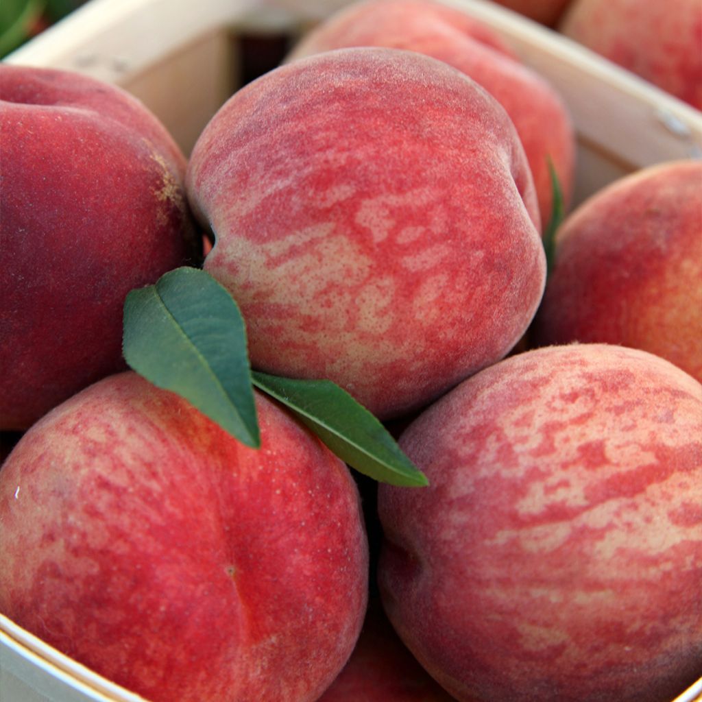 Pesco Andromède Zaidrome