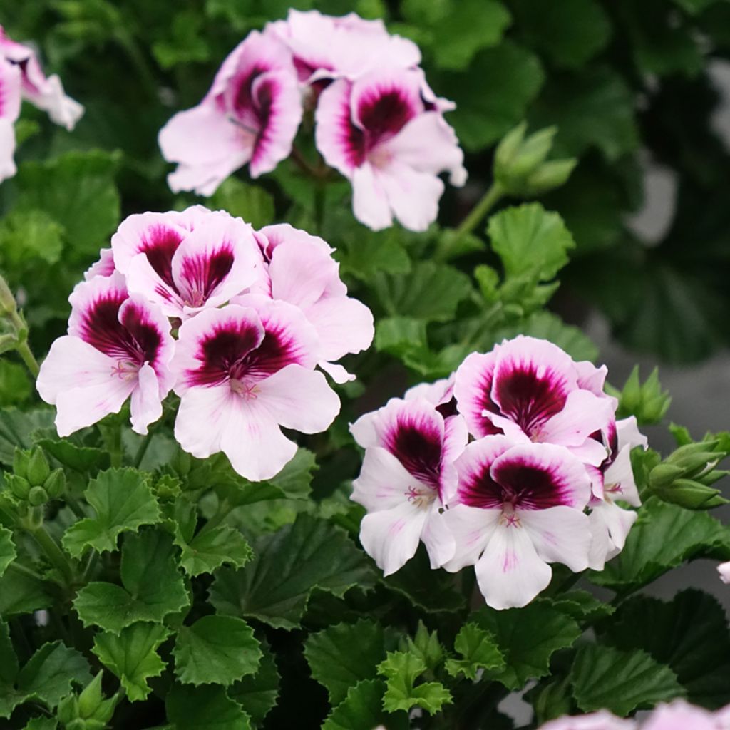 Pelargonium Mosquitaway Lizzy - Geranio odoroso