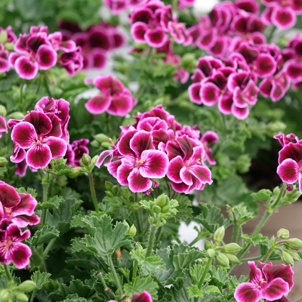 Pelargonium Mosquitaway Megan - Geranio odoroso