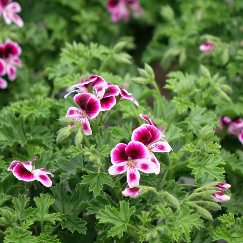 Pelargonium Mosquitaway Eva - Geranio odoroso