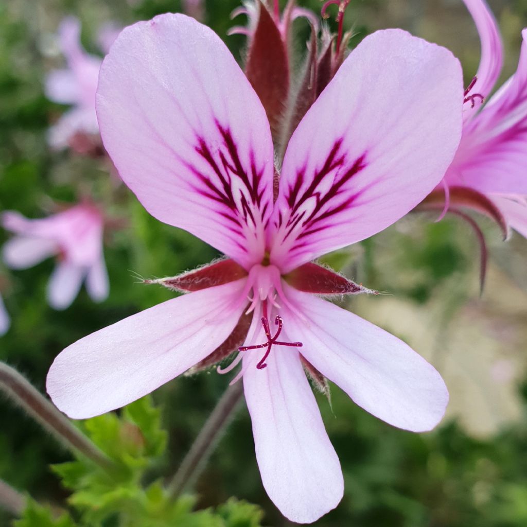 Pelargonium crispum Peach Cream