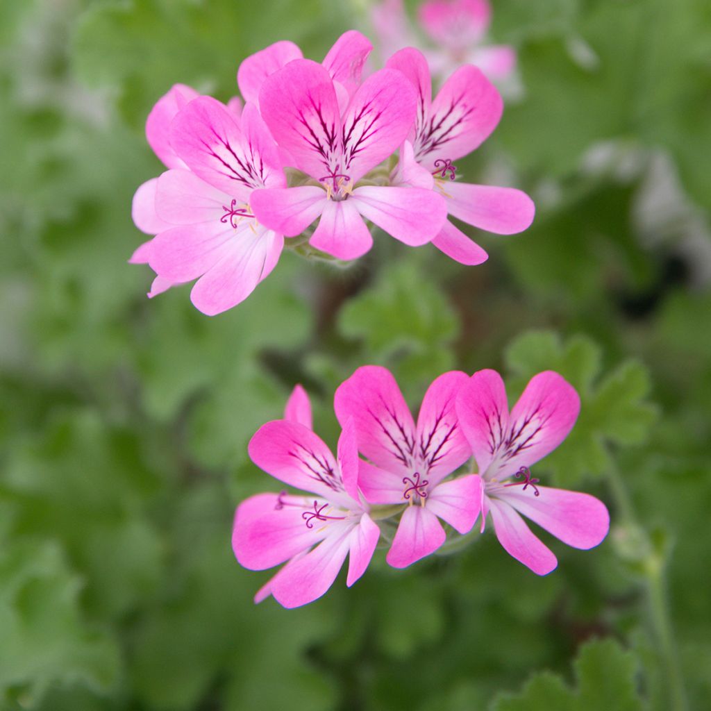 Pelargonium capitatum Pink Capricorn