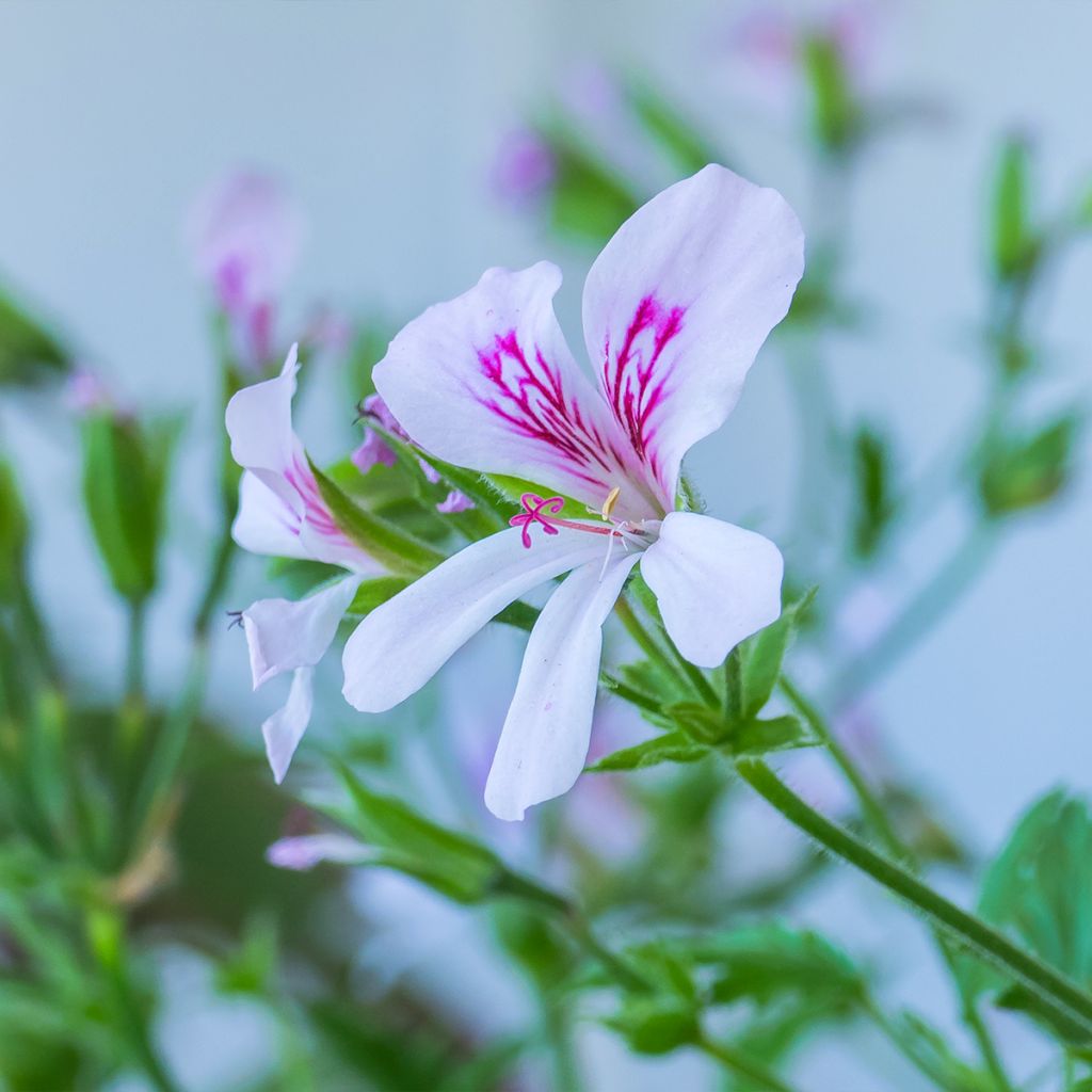Pelargonium citriodorum