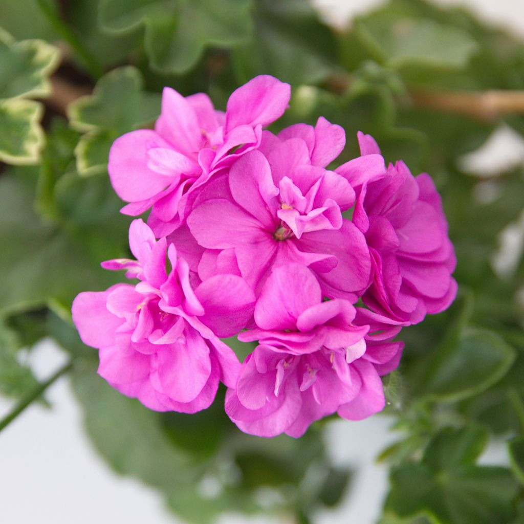 Geranio edera Amelit