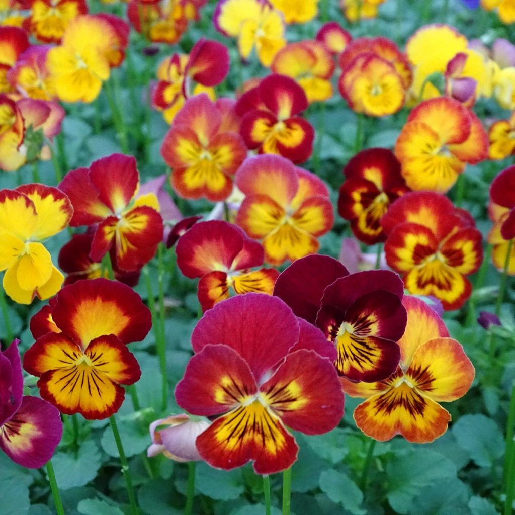 Viola Ultima Radiance F1 Red