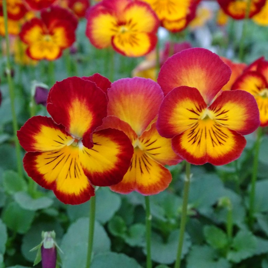 Viola Ultima Radiance F1 Red