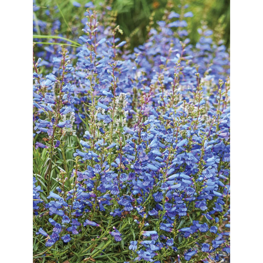Penstemon heterophyllus Blue Spring - Galane