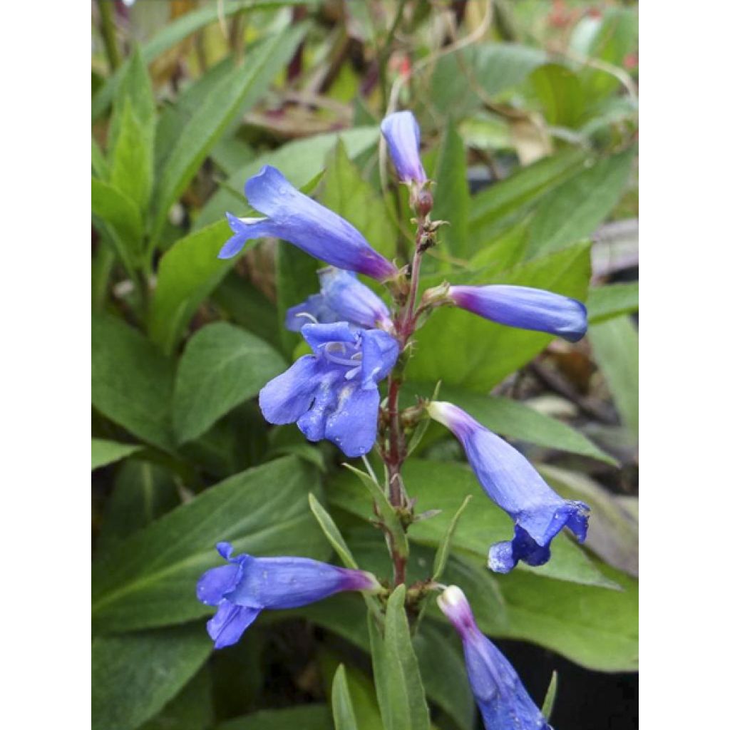 Penstemon heterophyllus Blue Spring - Galane
