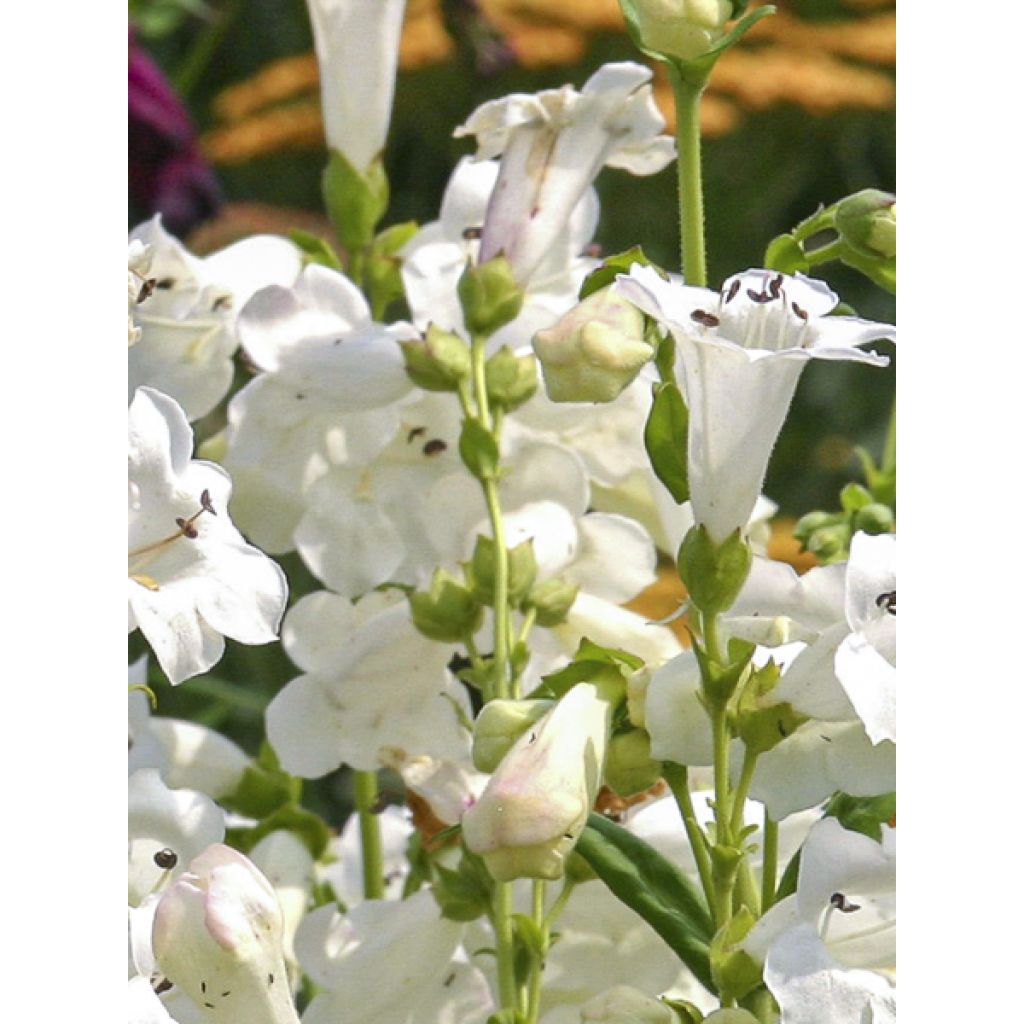 Penstemon Pensham Wedding Day - Galane