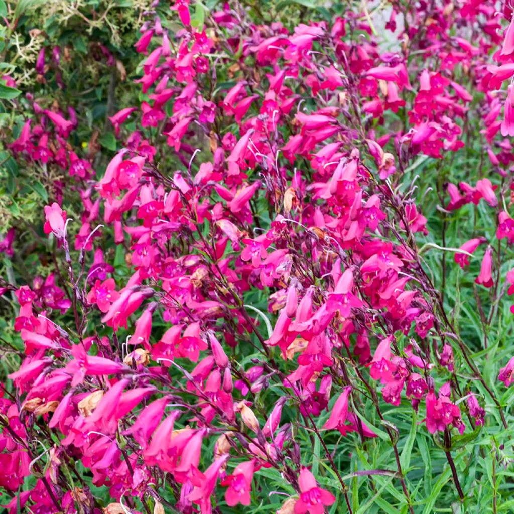 Penstemon Garnet