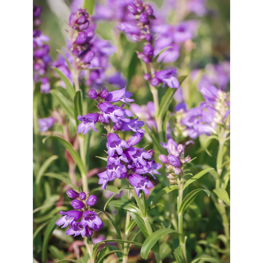 Penstemon virgatus Blue Buckle - Galane