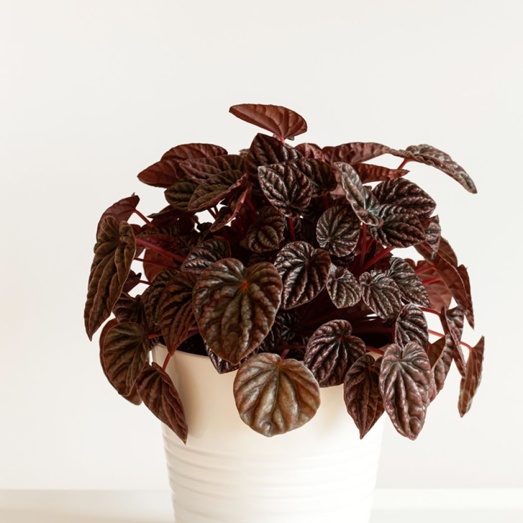 Peperomia caperata Luna