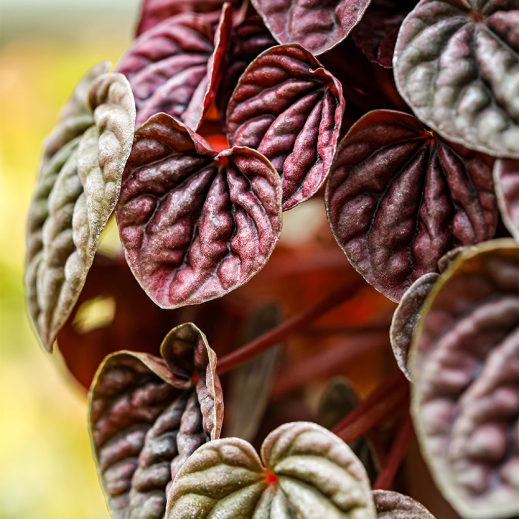 Peperomia caperata Quito