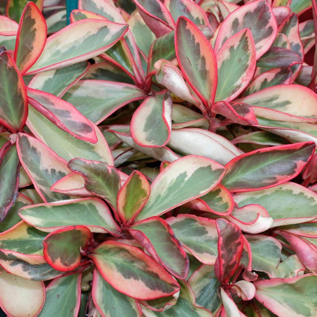 Peperomia clusiifolia Red Margin