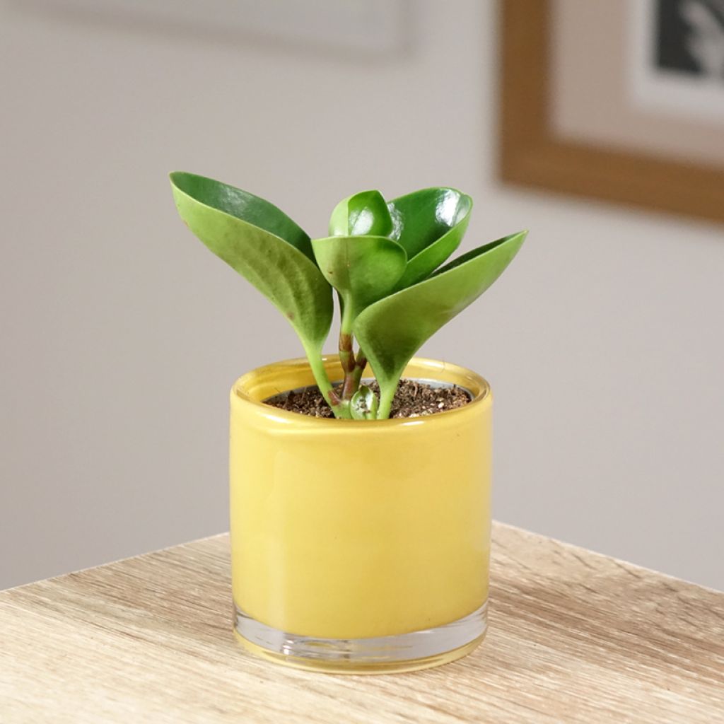 Peperomia obtusifolia Green