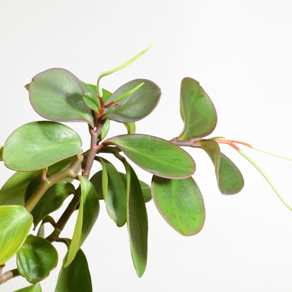 Peperomia obtusifolia Green