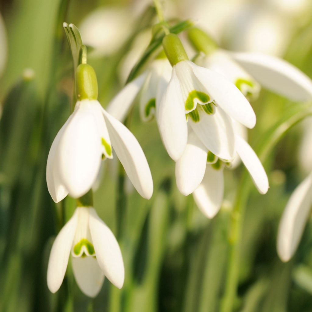 Galanthus nivalis - Bucaneve