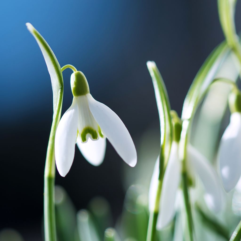 Galanthus nivalis - Bucaneve