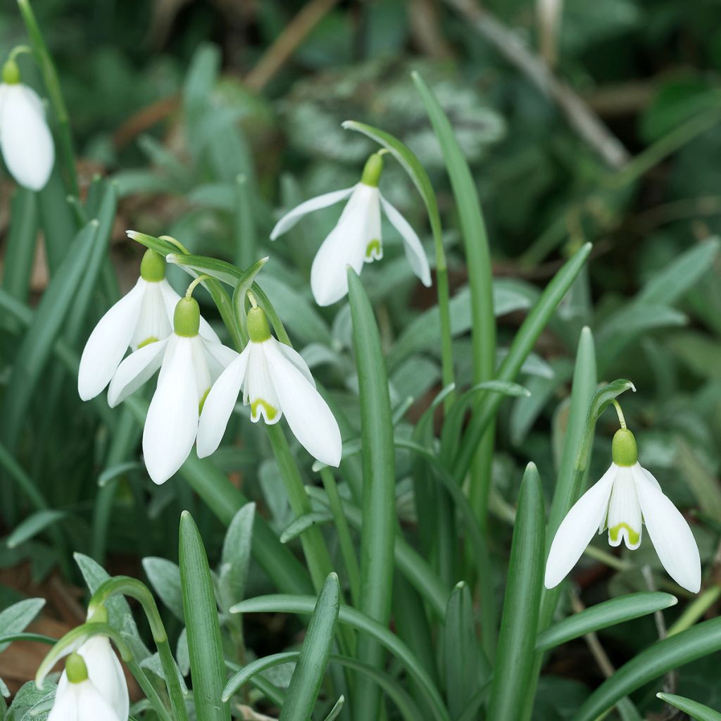 Galanthus nivalis - Bucaneve