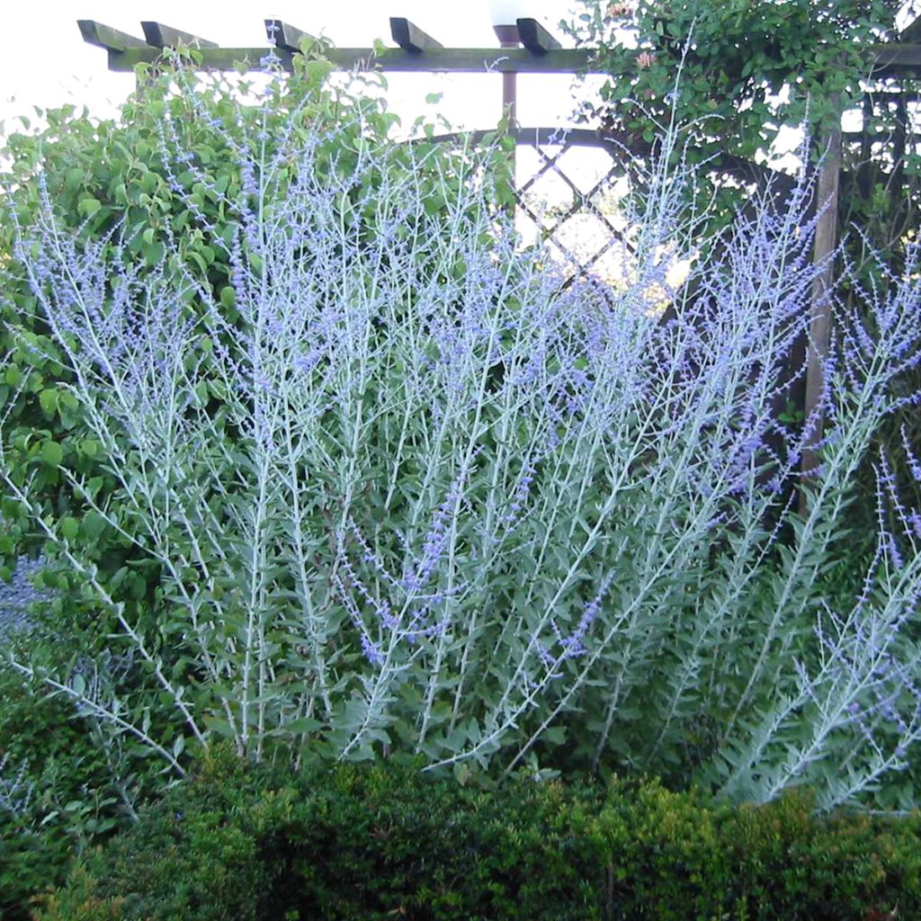 Perovskia atriplicifolia Blue Haze - Sauge d'Afghanistan