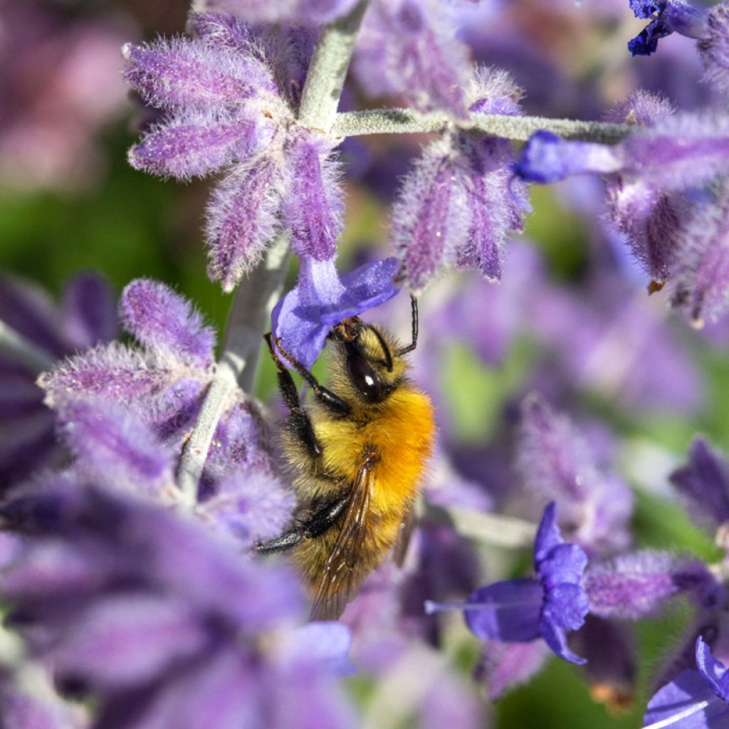 Perovskia atriplicifolia Blue Spire - Salvia russa
