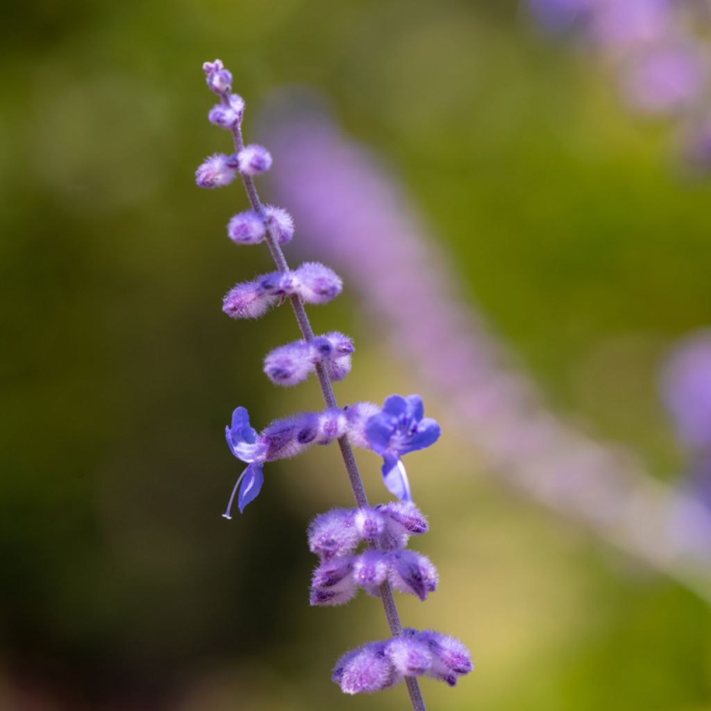 Perovskia atriplicifolia Blue Spire - Salvia russa