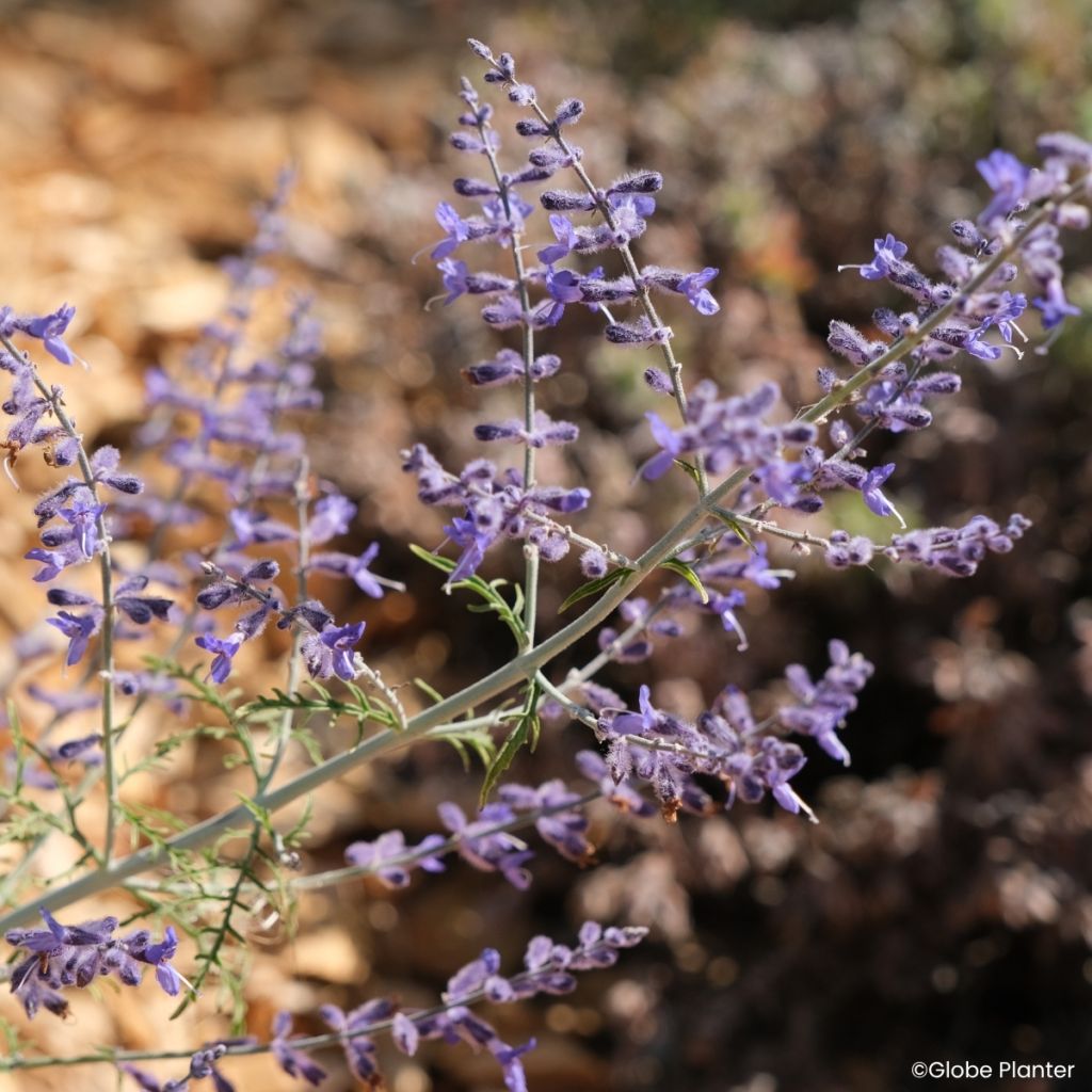 Perovskia atriplicifolia Feathery Blue - Salvia russa