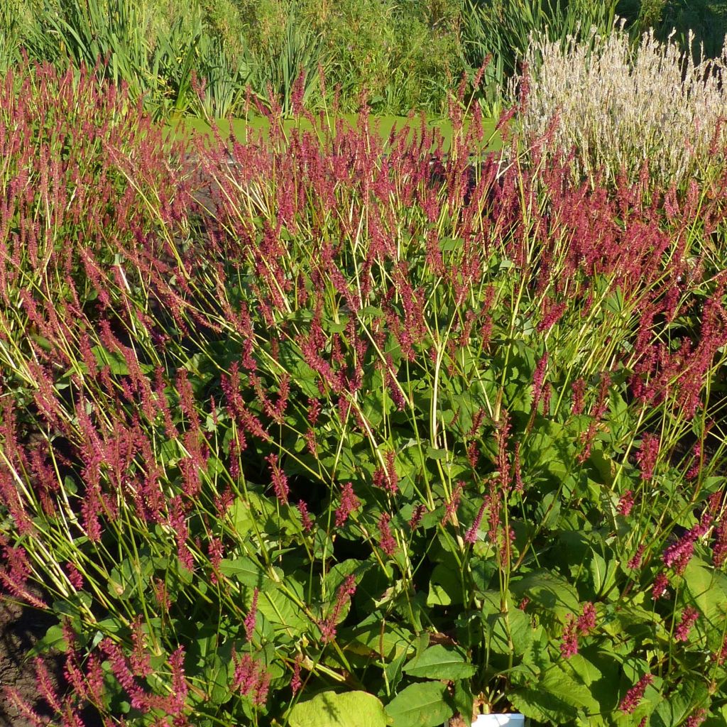 Persicaria amplexicaulis Speciosa