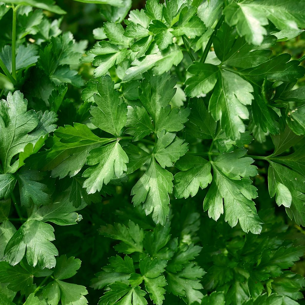 Prezzemolo - Petroselinum crispum