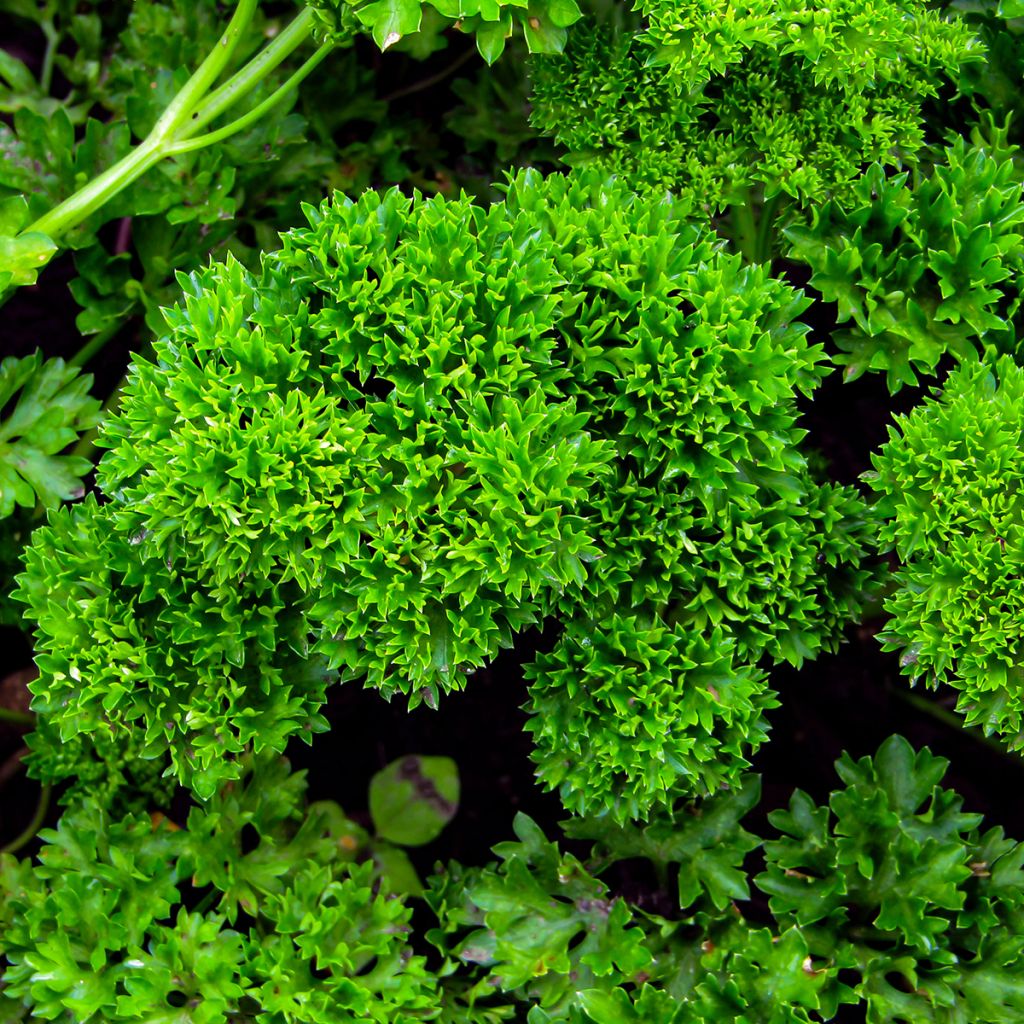 Prezzemolo riccio Verde scuro (semi)