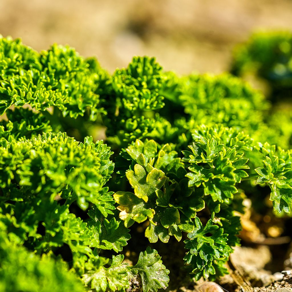 Prezzemolo riccio Verde scuro (semi)